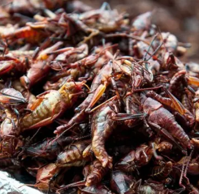 Chef Aaron Sanchez’s Grasshopper ‘Bacon’ Bits